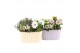 Arrangementen tuinplanten 21744: Mothers day outdoor arrangement 2 pp 