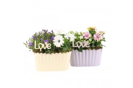 Arrangementen tuinplanten 21744: Mothers day outdoor arrangement 2 pp