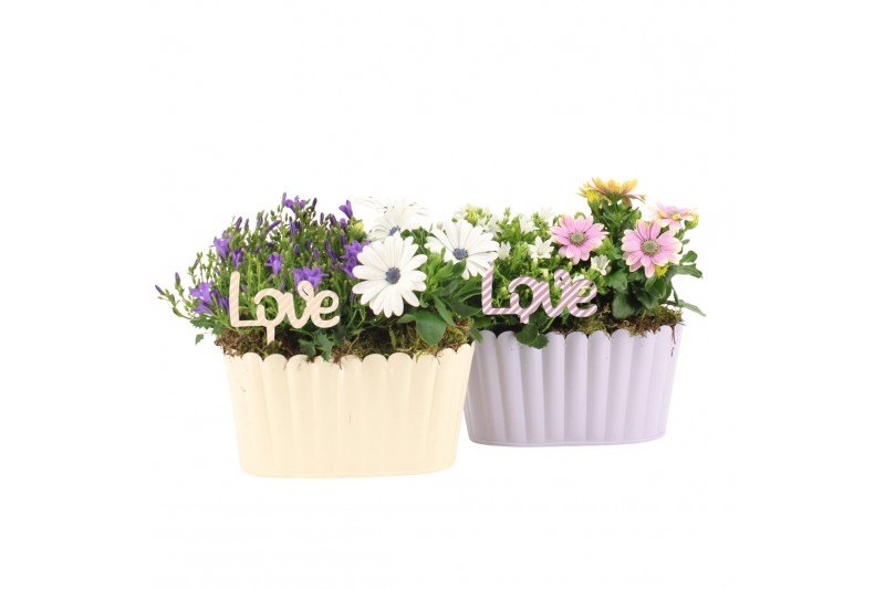 Arrangementen tuinplanten 21744: Mothers day outdoor arrangement 2 pp Arrangementen tuinplanten 21744: Mothers day outdoor arrangement 2 pp