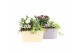 Arrangementen tuinplanten 21745: Mothers day outdoor arrangement 2 pp 