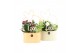 Arrangementen tuinplanten 21746: Mothers day outdoor arrangement 2 pp 