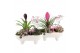 Arrangementen kamerplanten 21689: Mothers day arrangement 3 pp 