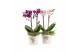 Arrangementen kamerplanten 21702: Mothers day arrangement 2 pp 