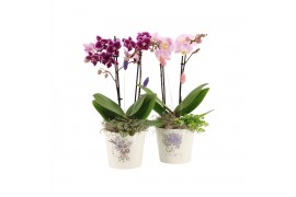 Arrangementen kamerplanten 21702: Mothers day arrangement 2 pp
