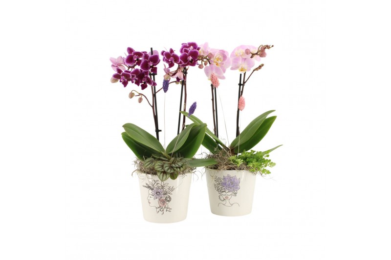 Arrangementen kamerplanten 21702: Mothers day arrangement 2 pp 