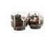 Arrangementen kamerplanten 21721: Mothers day arrangement 2 pp 