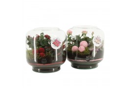 Arrangementen kamerplanten 21721: Mothers day arrangement 2 pp