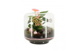 Arrangementen kamerplanten 21722: Mothers day arrangement 3 pp