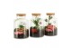 Arrangementen kamerplanten 21728: Mothers day arrangement 2 pp 