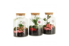 Arrangementen kamerplanten 21728: Mothers day arrangement 2 pp