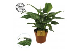 Schismatoglottis scortechinii