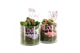 Arrangementen kamerplanten 21691: Mothers day arrangement 1 pp