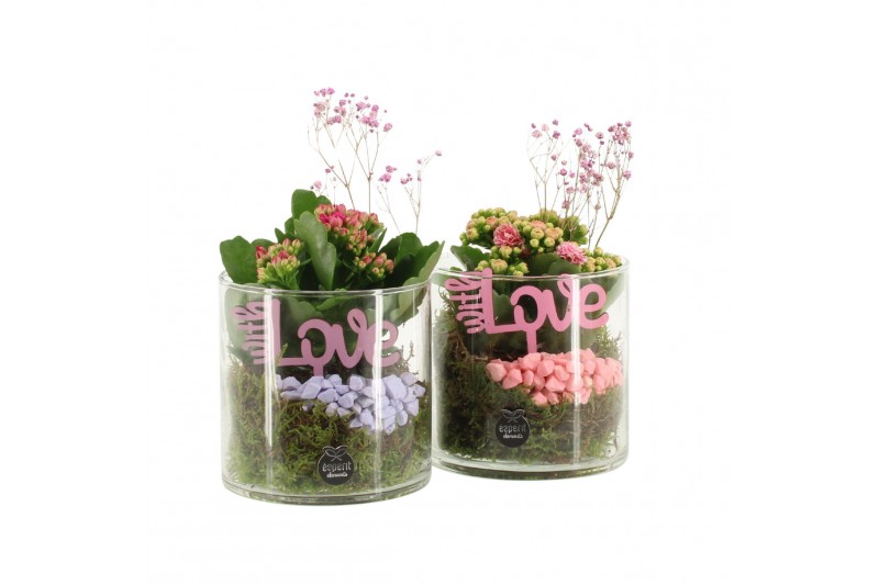 Arrangementen kamerplanten 21691: Mothers day arrangement 1 pp Arrangementen kamerplanten 21691: Mothers day arrangement 1 pp