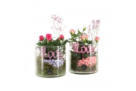 Arrangementen kamerplanten 21692: Mothers day arrangement 1 pp