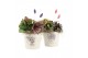 Arrangementen kamerplanten 21699: Mothers day arrangement 2 pp 
