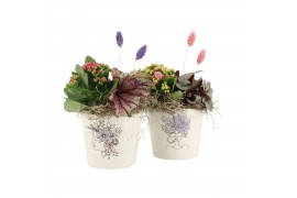 Arrangementen kamerplanten 21699: Mothers day arrangement 2 pp