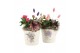 Arrangementen kamerplanten 21700: Mothers day arrangement 1 pp 
