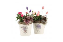 Arrangementen kamerplanten 21700: Mothers day arrangement 1 pp