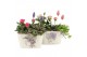 Arrangementen kamerplanten 21704: Mothers day arrangement 2 pp 