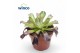 Aeonium Aeonium Ab. Velours 