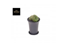 Cactus Gymno Spineless Bridge XL