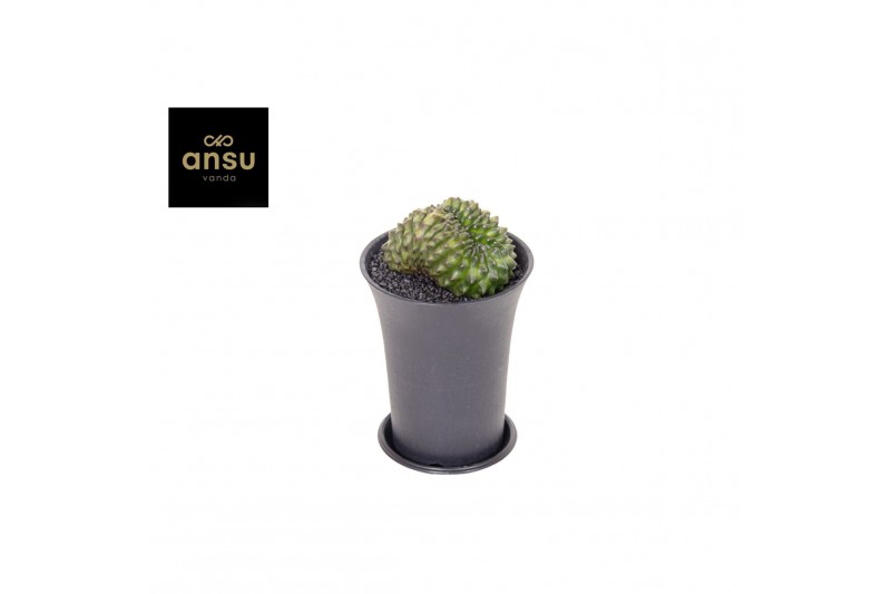 Cactus Gymno Spineless Bridge XL 