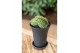 Cactus Gymno Spineless Bridge XL 