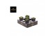 Cactus Gymno Spineless Bridge XL 