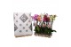Phalaenopsis mix 3 tak - 22+ bloemen pulptray 