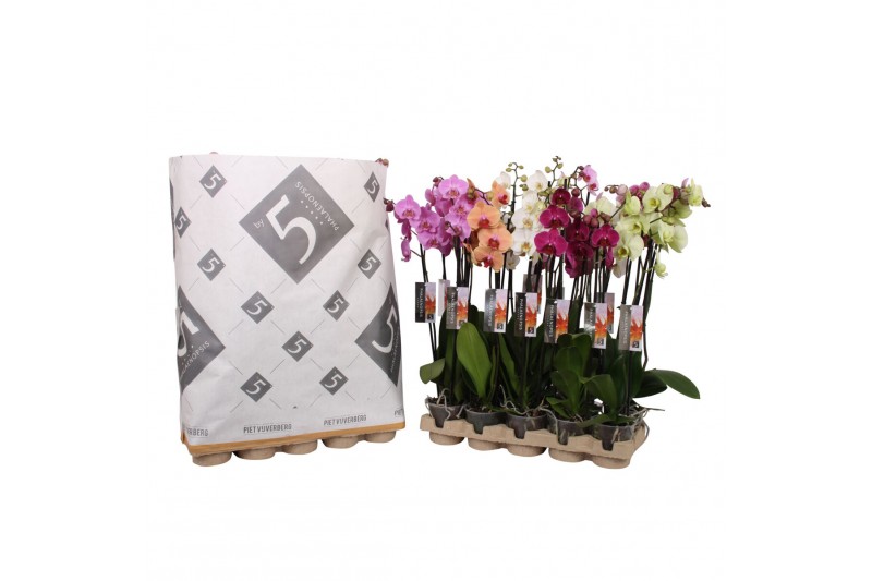 Phalaenopsis mix 3 tak - 22+ bloemen pulptray 