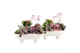 Arrangementen kamerplanten 21687: Mothers day arrangement 3 pp