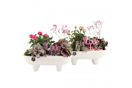 Arrangementen kamerplanten 21688: Mothers day arrangement 3 pp