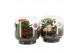 Arrangementen kamerplanten 21720: Mothers day arrangement 2 pp 