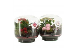 Arrangementen kamerplanten 21720: Mothers day arrangement 2 pp