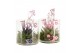 Arrangementen kamerplanten 21690: Mothers day arrangement 1 pp 