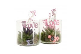 Arrangementen kamerplanten 21690: Mothers day arrangement 1 pp