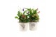 Arrangementen kamerplanten 21703: Mothers day arrangement 2 pp 