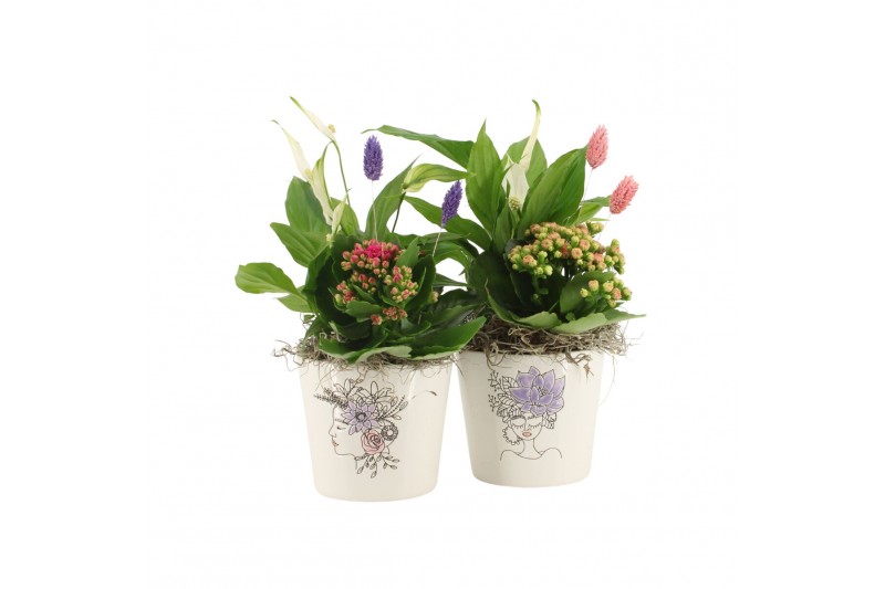 Arrangementen kamerplanten 21703: Mothers day arrangement 2 pp Arrangementen kamerplanten 21703: Mothers day arrangement 2 pp
