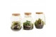 Arrangementen kamerplanten 21709: Mothers day arrangement 1 pp 