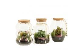 Arrangementen kamerplanten 21709: Mothers day arrangement 1 pp