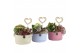 Arrangementen kamerplanten 21661: Mothers day arrangement 2 pp 