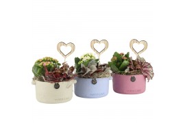 Arrangementen kamerplanten 21661: Mothers day arrangement 2 pp