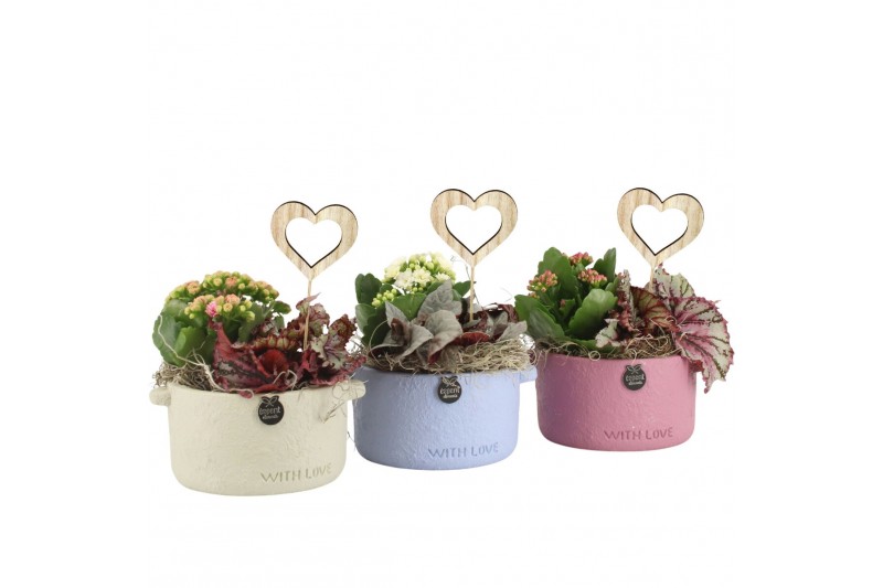 Arrangementen kamerplanten 21661: Mothers day arrangement 2 pp Arrangementen kamerplanten 21661: Mothers day arrangement 2 pp