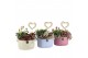 Arrangementen kamerplanten 21662: Mothers day arrangement 2 pp 