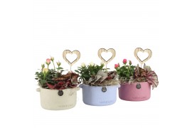 Arrangementen kamerplanten 21662: Mothers day arrangement 2 pp
