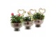 Arrangementen kamerplanten 21671: Mothers day arrangement 1 pp 