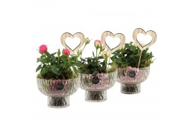 Arrangementen kamerplanten 21671: Mothers day arrangement 1 pp