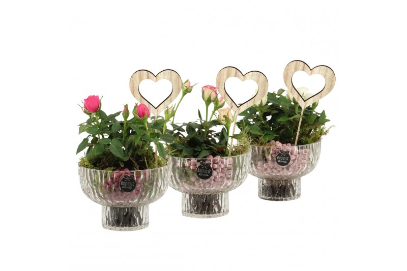 Arrangementen kamerplanten 21671: Mothers day arrangement 1 pp 