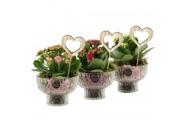 Arrangementen kamerplanten 21672: Mothers day arrangement 1 pp