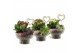 Arrangementen kamerplanten 21676: Mothers day arrangement 2 pp 